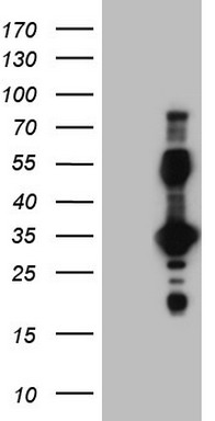 m00427 anti epor mouse monoclonal antibody clone id oti4f12 wb testing 1