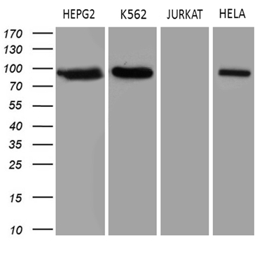 m00434 1 anti topoisomerase i top1 mouse monoclonal antibody clone id oti3b9 wb testing 2