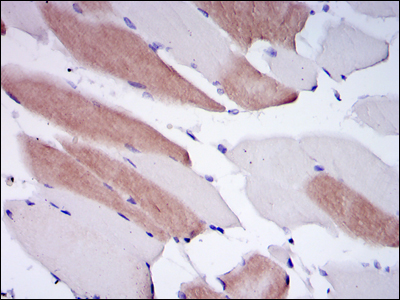 Immunohistochemistry validation of LMNA using Anti-Lamin A LMNA Monoclonal Antibody (M00438-3)
