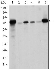 Western blotting validation for Anti-Lamin A LMNA Monoclonal Antibody M00438-3
Western Blot (WB) analysis using Lamin A Monoclonal Antibody against Raw 264