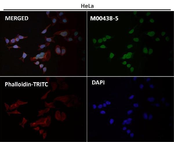 Immunofluorescent analysis using the Antibody at 1:50 dilution
