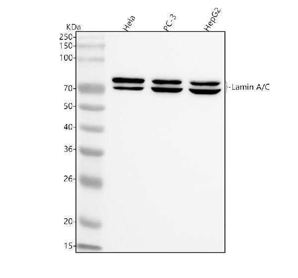  Western blot analysis of LaminA/C using anti-LaminA/C antibody (M00438-5)