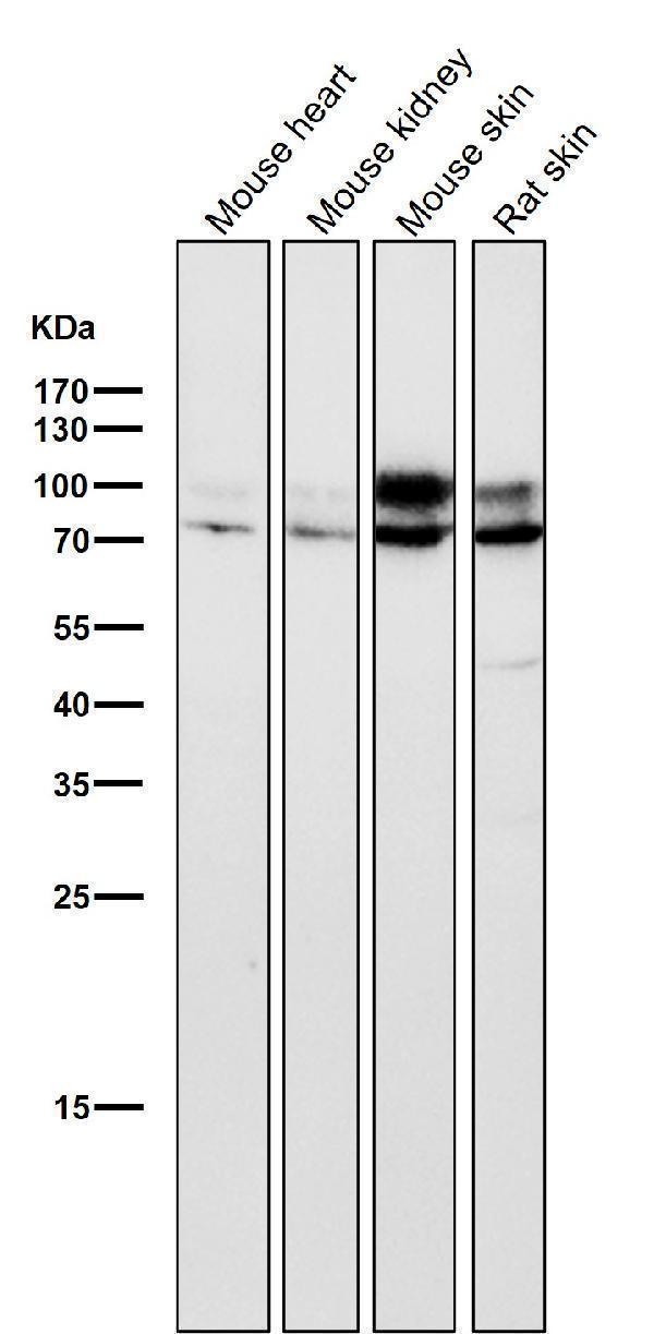 All lanes use the Antibody at 1:2K dilution for 1 hour at room temperature