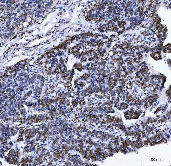 m00438 6 lmna primary antibodies ihc testing 4