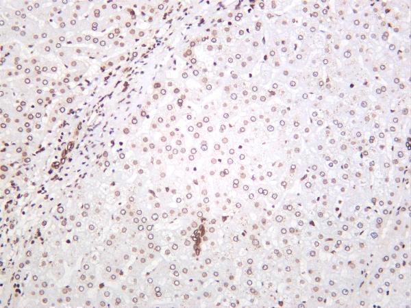 Human liver was stained with anti-Lamin A/C rabbit antibody
