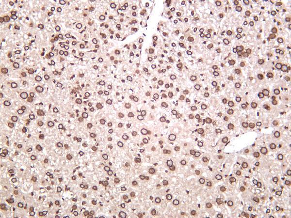 Mouse liver was stained with anti-Lamin A/C rabbit antibody