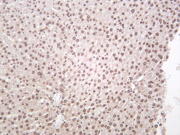 Rat liver was stained with anti-Lamin A/C rabbit antibody
