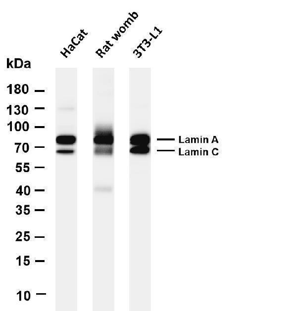 m00438 8 lmna primary antibodies wb testing 1