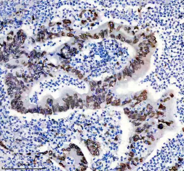 m00438 lamin a c primary antibodies ihc testing 4