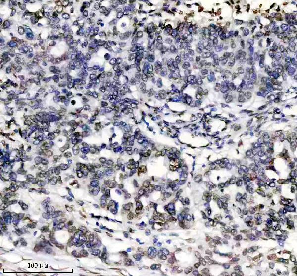 m00438 lamin a c primary antibodies ihc testing 5