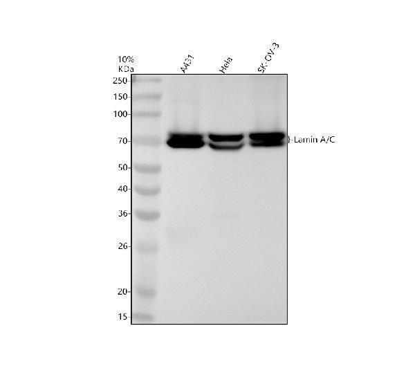 Western blot analysis of LaminA/C using anti-LaminA/C antibody (M00438)