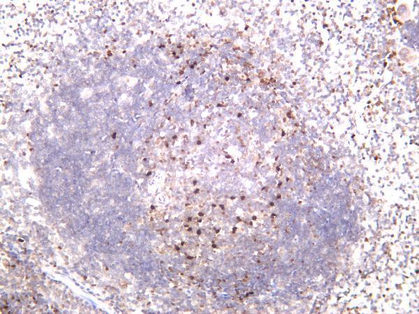 Mouse spleen was stained with anti-RUNX2 rabbit antibody