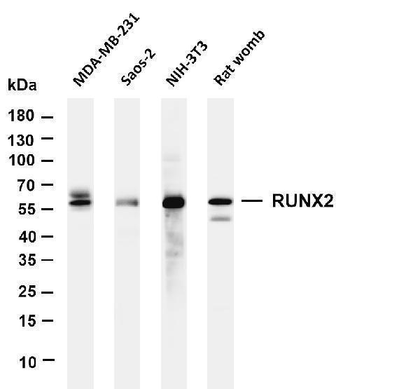 Various whole cell lysates were separated by 4-20% SDS-PAGE, and the membrane was blotted with anti-RUNX2 antibody