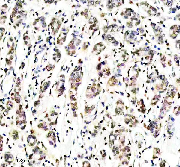 m00442 runx2 primary antibodies ihc testing 2