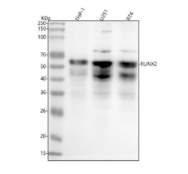 m00442 runx2 primary antibodies wb testing 1