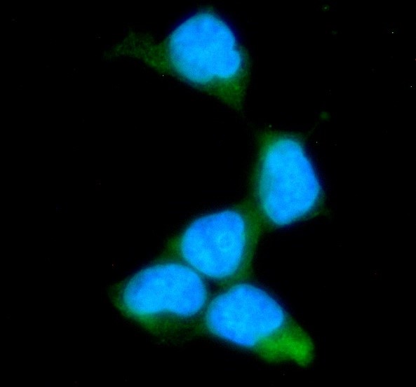 ICC/IF analysis of Raf1 using anti-Raf1 antibody (M00446-1)