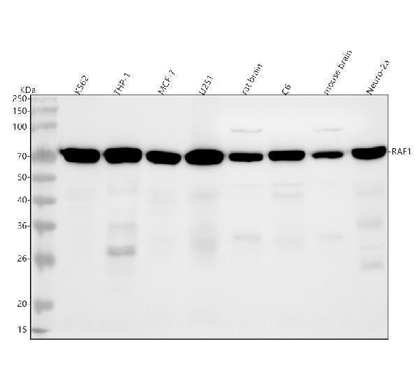  Western blot analysis of Raf1 using anti-Raf1 antibody (M00446-1)
