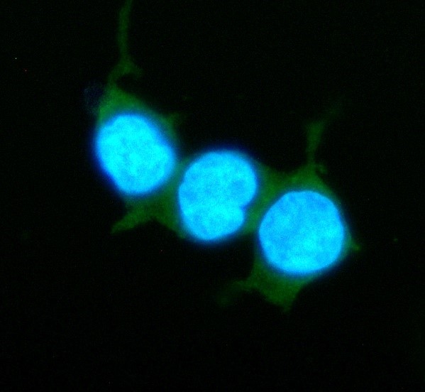 m00446 raf1 primary antibodies icc testing 1