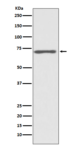 Western blot analysis of Raf1 expression in HeLa cell lysate