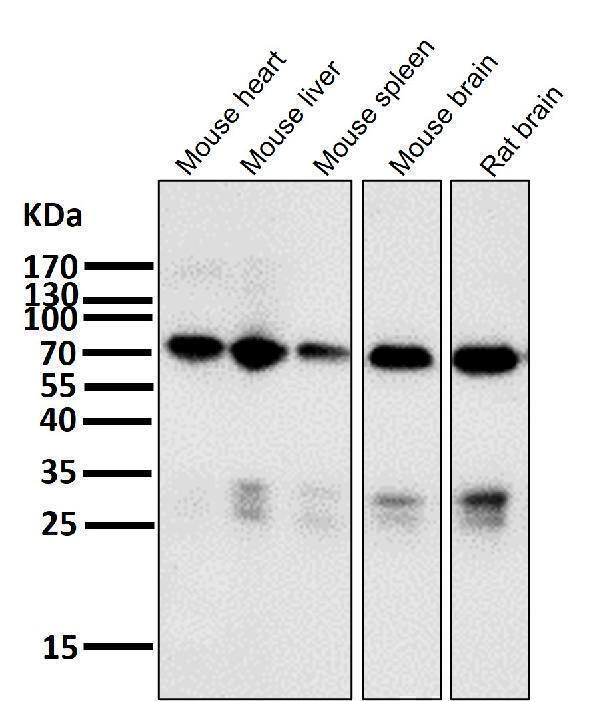 All lanes use the Antibody at 1:1K dilution for 1 hour at room temperature