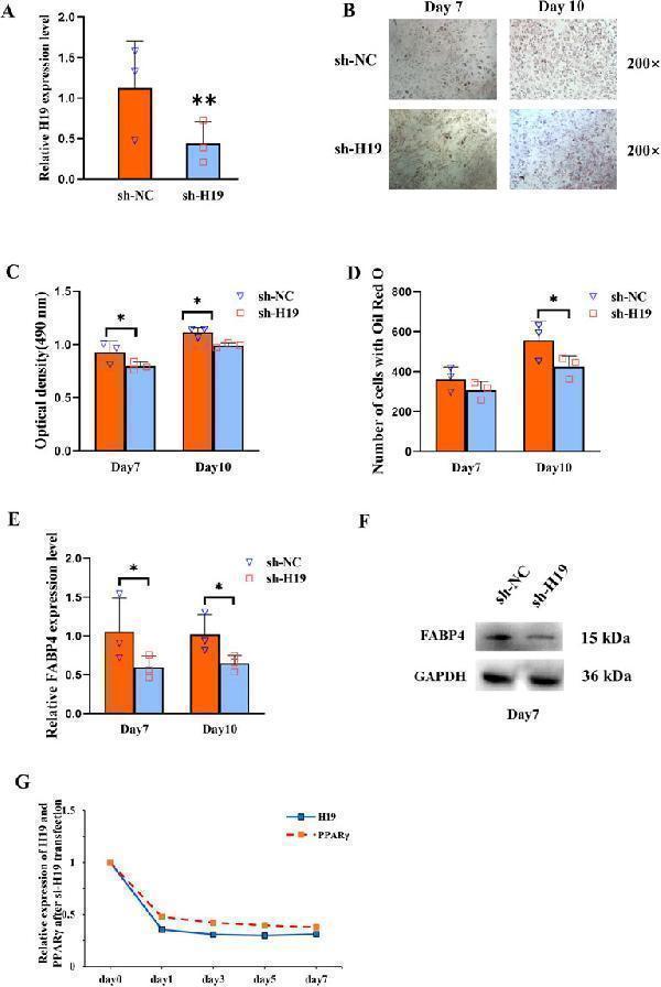 H19 participates in increased adipogenesis of BMSCs and positively regulates PPARγ expression in SONFH
