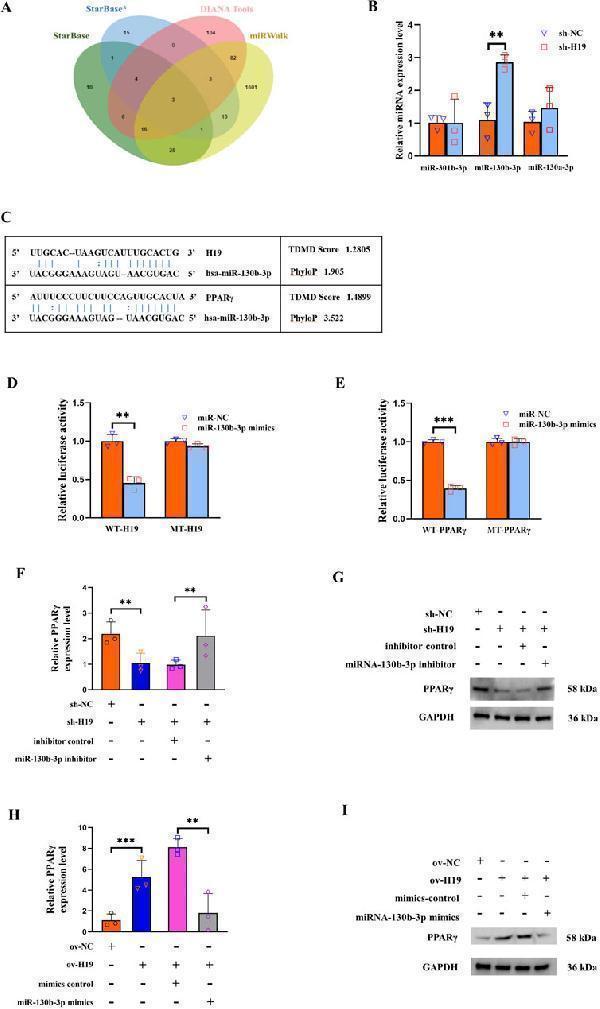 m00449 2 fgene 16 1529797 g003