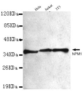 m00450 npm1 primary antiboties wb testing 1