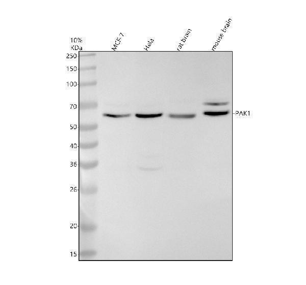 m00454 pak1 primary antibodies wb testing 1
