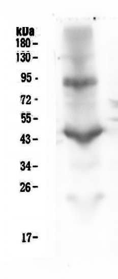 m00458 1 itgb2 primary antibodies wb testing 3