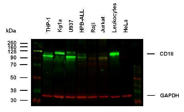 m00458 2 hu cd18 primary antibodies wb testing 1