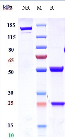 Anti-IL-21 Reference Antibody (Lilly patent anti-IL-21) on SDS-PAGE under reducing (R) condition
