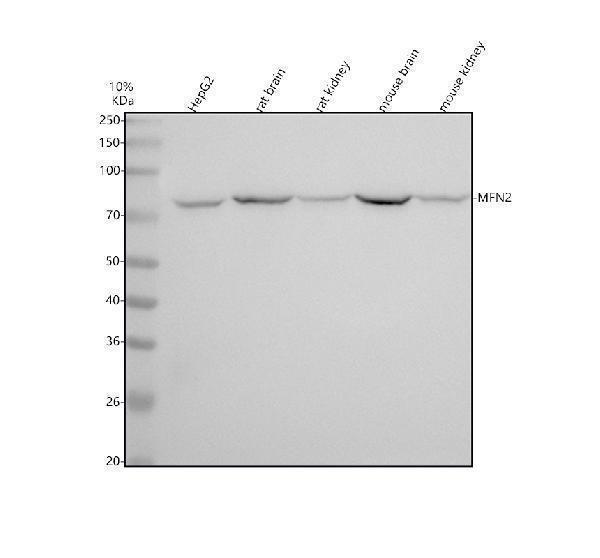 m00461 mfn2 primary antibodies wb testing 1_1