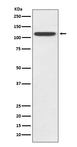 Western blot analysis of TLR5 expression in HeLa cell lysate