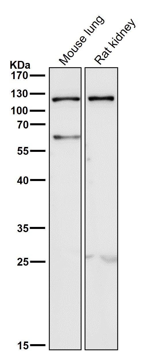 All lanes use the Antibody at 1:2K dilution for 1 hour at room temperature