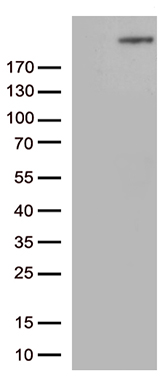 m00463 anti cad mouse monoclonal antibody clone id oti10a3 wb testing 1