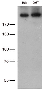 m00463 anti cad mouse monoclonal antibody clone id oti10a3 wb testing 2
