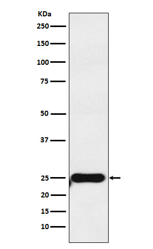 m00464 2 wb