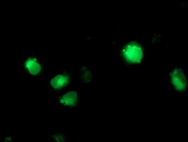 m00465 anti cytochrome p450 2c9 cyp2c9 mouse monoclonal antibody clone id oti1d7 if testing 6