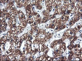 Immunohistochemical staining of paraffin-embedded Human liver tissue within the normal limits using anti-CYP2C9 mouse monoclonal antibody
