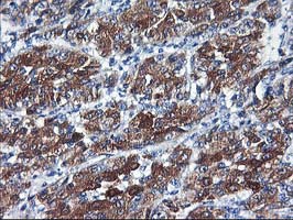 m00465 anti cytochrome p450 2c9 cyp2c9 mouse monoclonal antibody clone id oti1d7 ihc testing 4