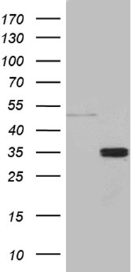 m00466 anti trail tnfsf10 mouse monoclonal antibody clone id oti9a8 wb testing 1