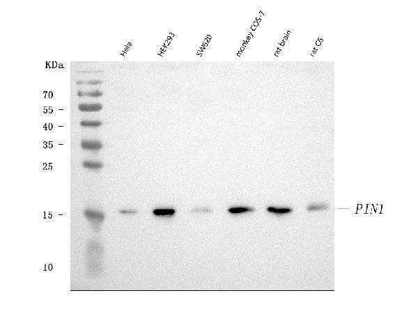  Western blot analysis of Pin1 using anti-Pin1 antibody (M00467-1)