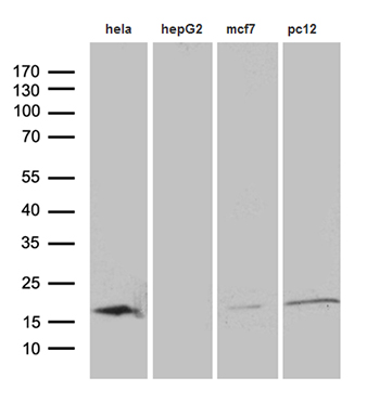 Western blot analysis of extracts (35ug) from 4 cell lines by using anti-PIN1 monoclonal antibody (1:500)