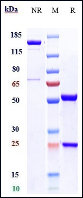 Anti-Integrin a4/ITGA4/CD49d Reference Antibody (natalizumab) on SDS-PAGE under reducing (R) condition