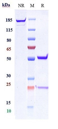 m00468 4 sds page
