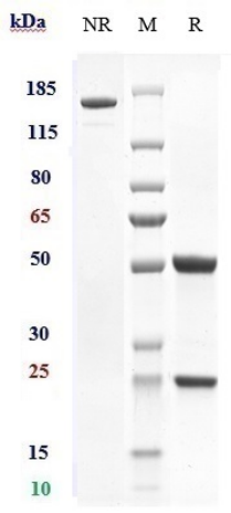 m00468 5 sds page