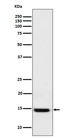Western blot analysis of Galectin 1 expression in 293 cell lysate