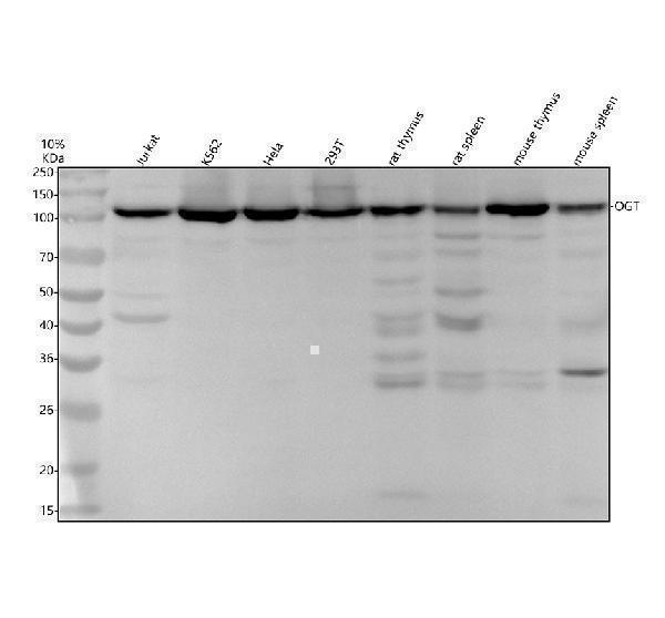 m00474 ogt primary antibodies wb testing 1