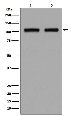 m00475 wb