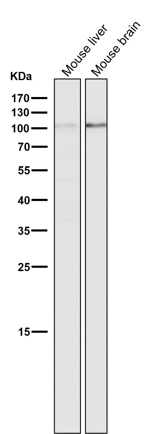 m00475 wb7